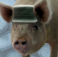 Animalism Swine Liberation Force leader, Napoleon, as he appeared in a video message posted on YouTube.
