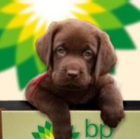 Buttons, a cute Black Labrador puppy, will take over as the CEO of BP.