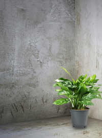 Plants can help brighten up a basement bedroom.